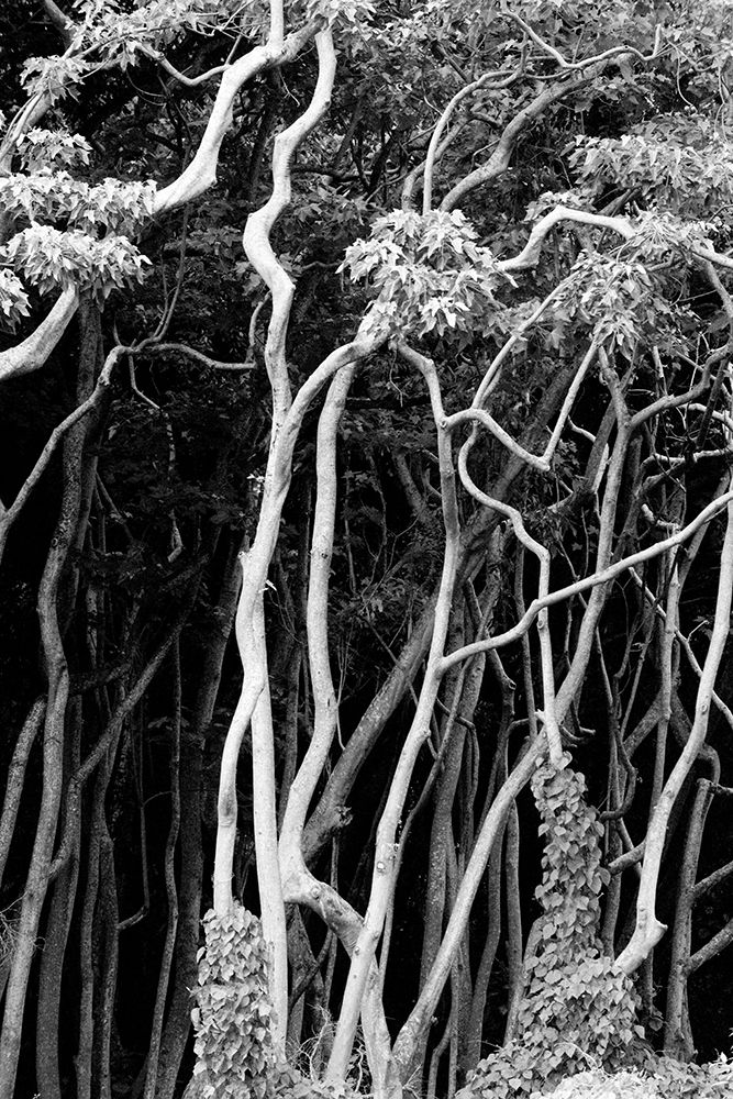A View Of A Tangled Mass Of Tree Trunks In Halawa Valley On The Pacific Island Of Molokai, Hawaii art print by Jonathan Kingston for $57.95 CAD