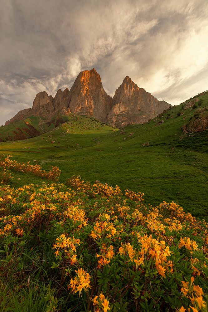 Caucasus Rhododendron And Green Mountain Valley At Sunrise art print by Onuchina Julia for $57.95 CAD