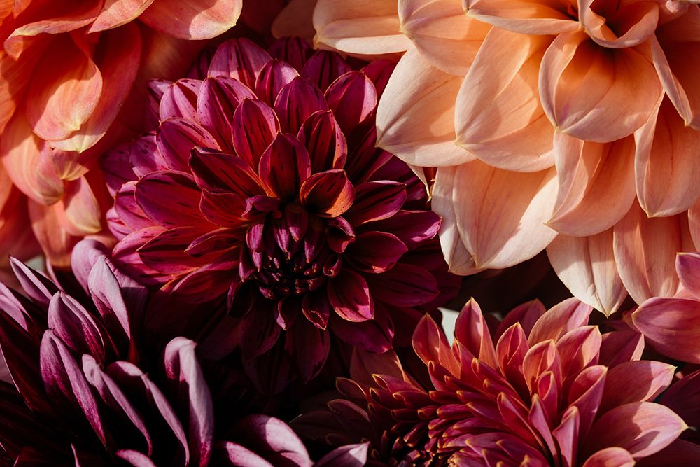 Close Up Of A Bunch Of Dahlias In A Garden In Summer art print by Rachel Bell for $57.95 CAD