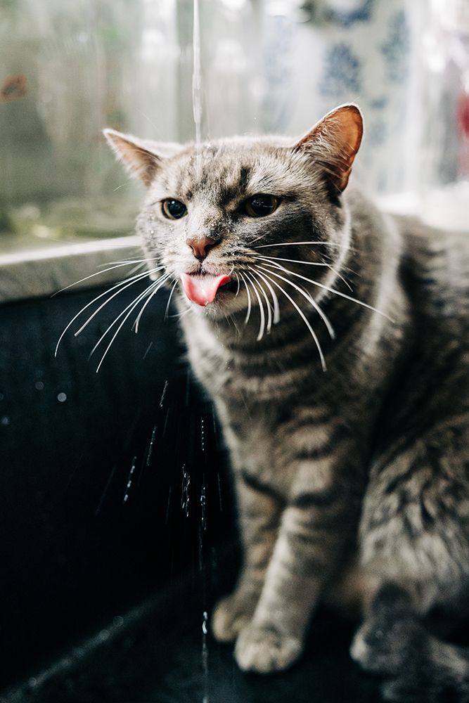 Close-Up Of Grey Cat Licking Water Stream In Kitchen Sink art print by Baby Viking Photography for $57.95 CAD