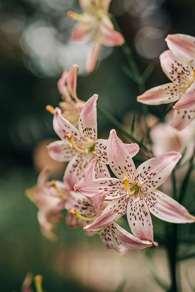 Close-Up Of Pink Speckled Lilies With Soft Bokeh Background art print by Baby Viking Photography for $57.95 CAD