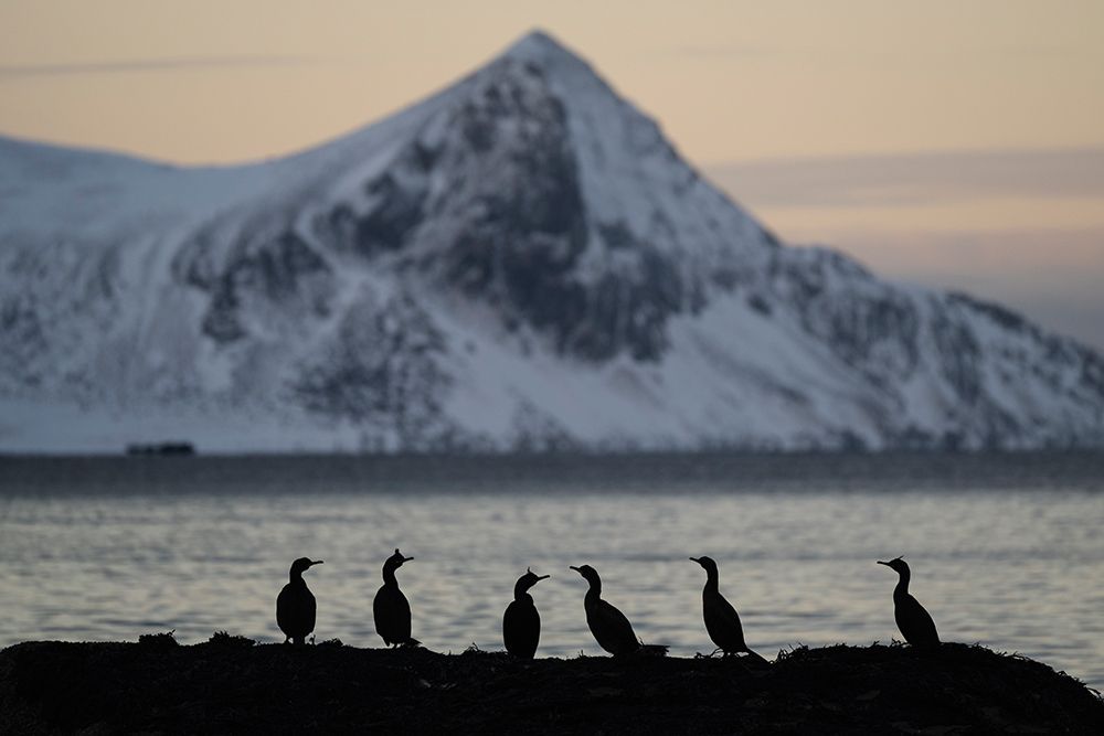 Cormorants On Rock At Dawn, Haukland Beach, Lofoten Islands, Norway art print by Cody Duncan for $57.95 CAD