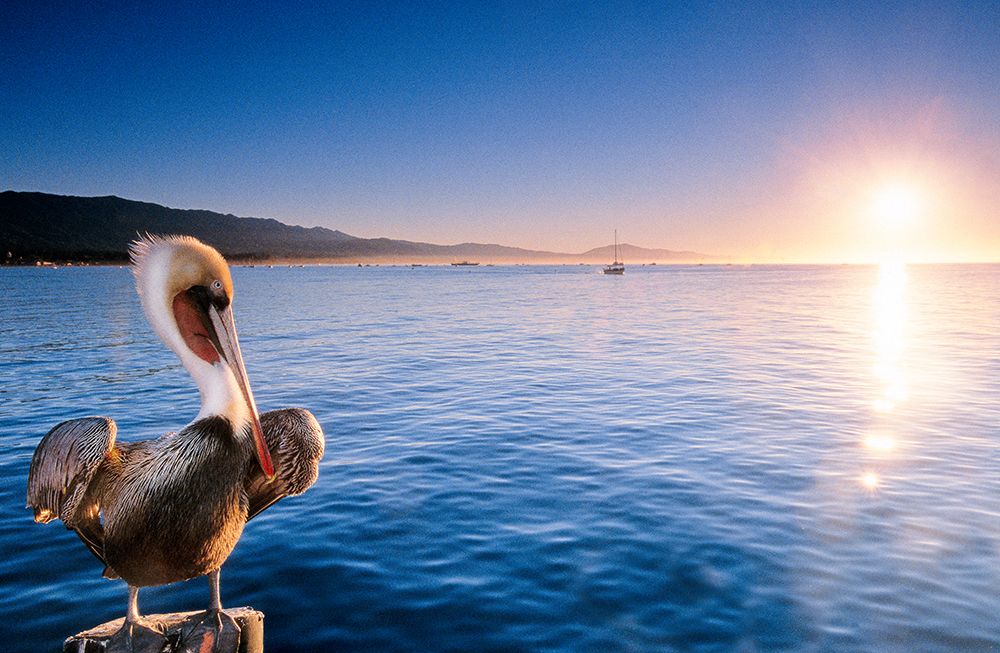 A California Brown Pelican Perches On Stearns Wharf In Santa Barbara, California At Sunrise. art print by Kevin Steele for $57.95 CAD