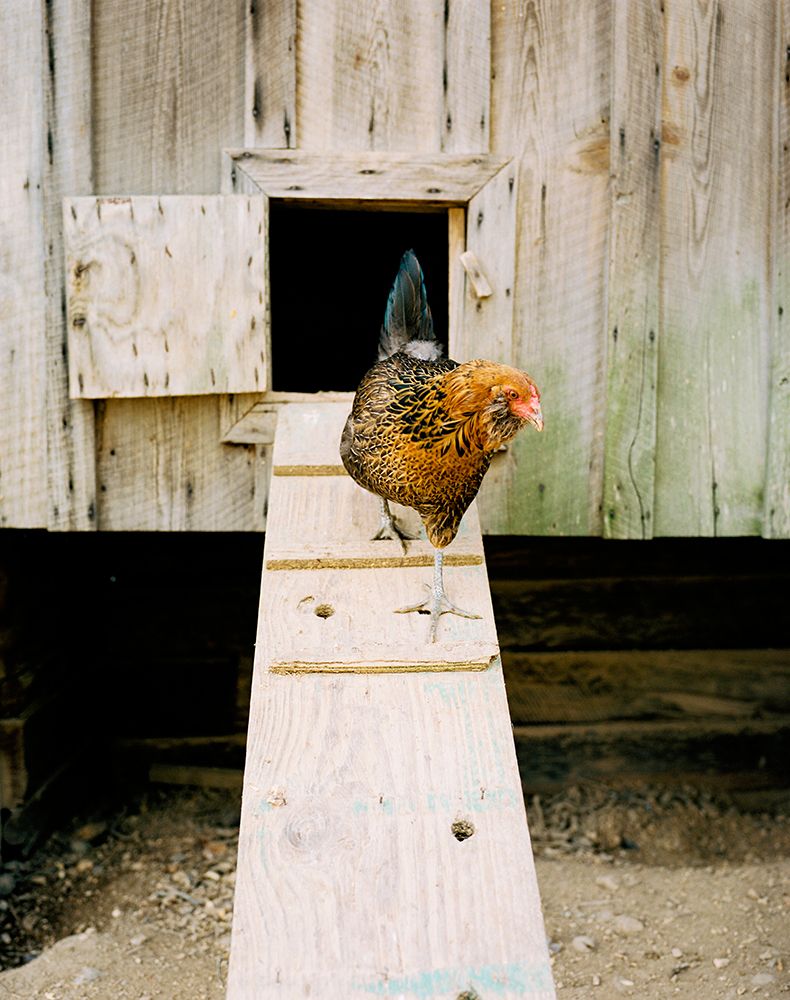 Farm Animals art print by Stephen DeVries for $57.95 CAD