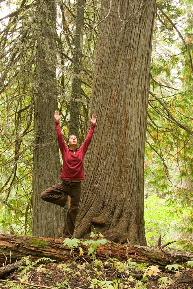 Young Woman Practices Yoga In Stand Of Old Growth Cedar Trees At Island Lake Resort In Lizard Col art print by Henry Georgi for $57.95 CAD