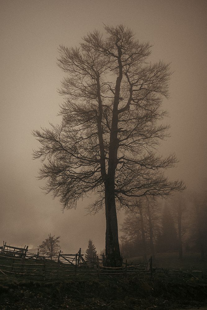 Autumn Tree With No Leaves And Heavy Fog art print by Sorin Popa for $57.95 CAD