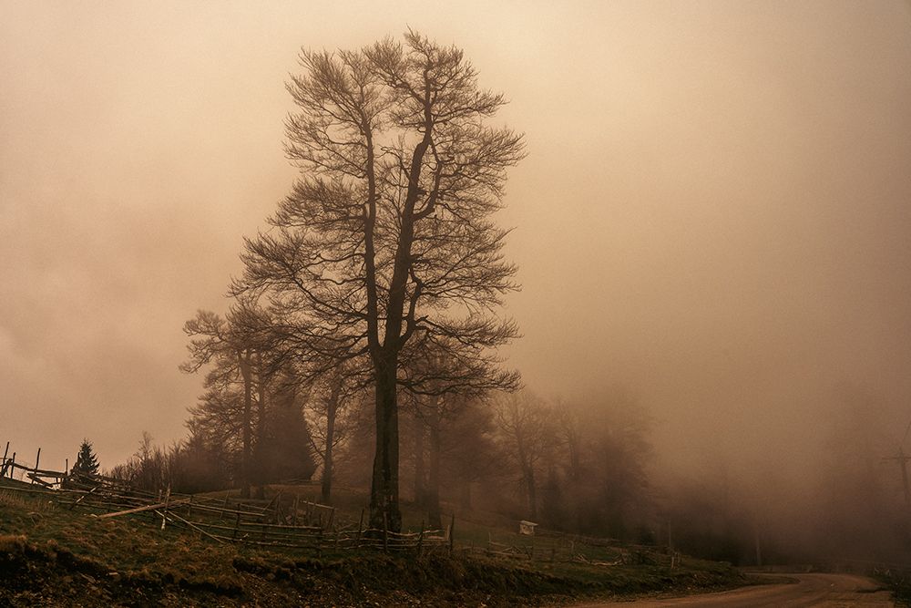 Autumn Tree With No Leaves And Heavy Fog art print by Sorin Popa for $57.95 CAD