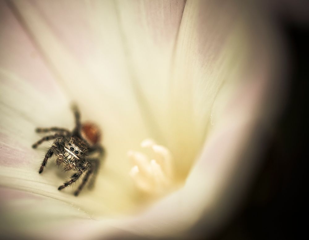 Close-Up Of A Spider Inside A Flower. art print by Kevin Steele for $57.95 CAD
