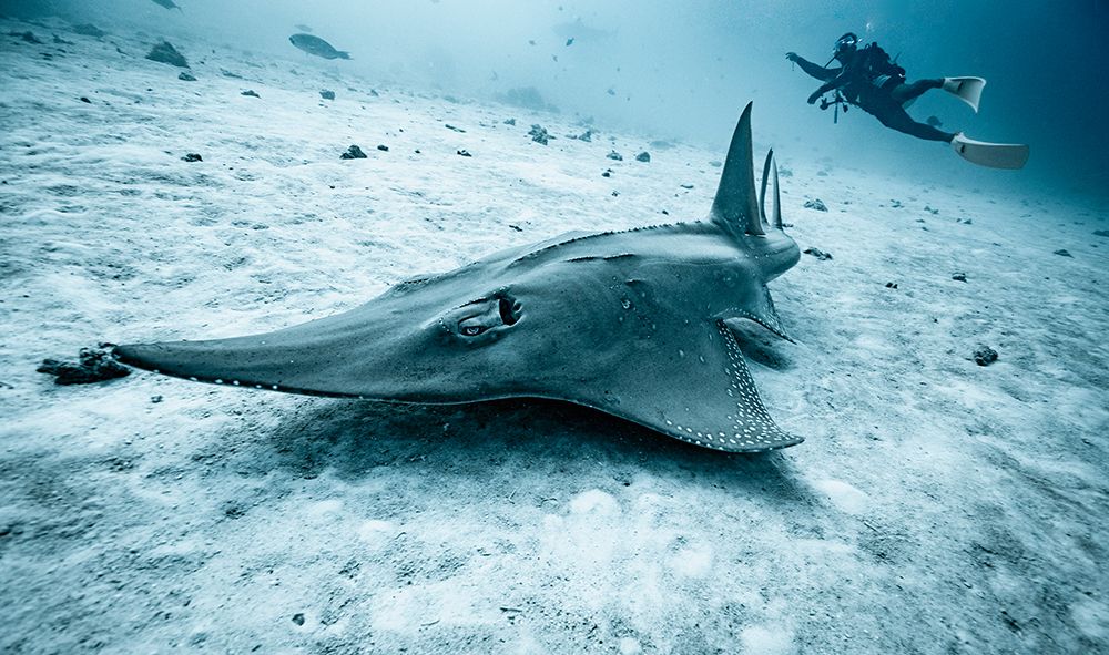 Guitar Shark On The Bottom Of The Ocean Close To Male / Maldives art print by Henn Photography for $57.95 CAD
