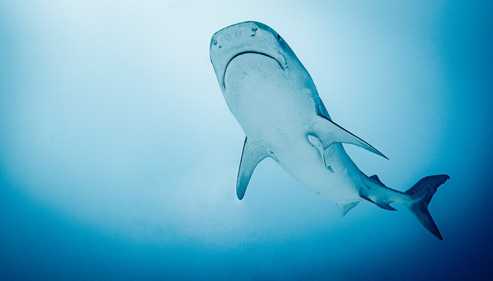 Tiger Shark Cruising In The Indian Ocean Close To Male / Maldives art print by Henn Photography for $57.95 CAD