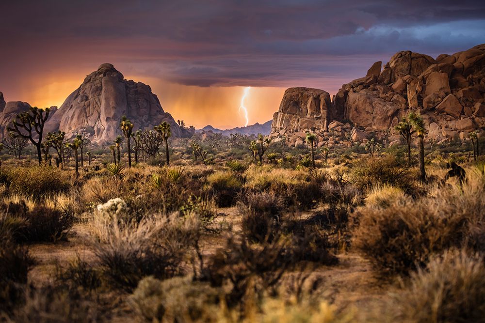 Lightning Storm, Joshua Tree National Park. art print by Andrew Peacock for $57.95 CAD