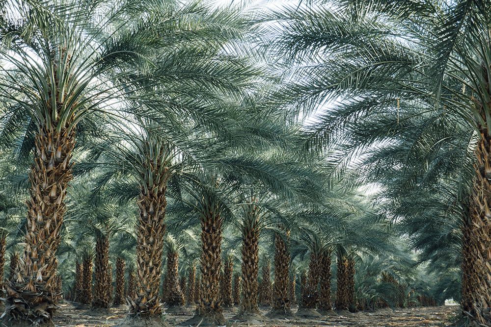 Coachella, Palm Springs California Palm Trees In Summer art print by Joel Bear for $57.95 CAD