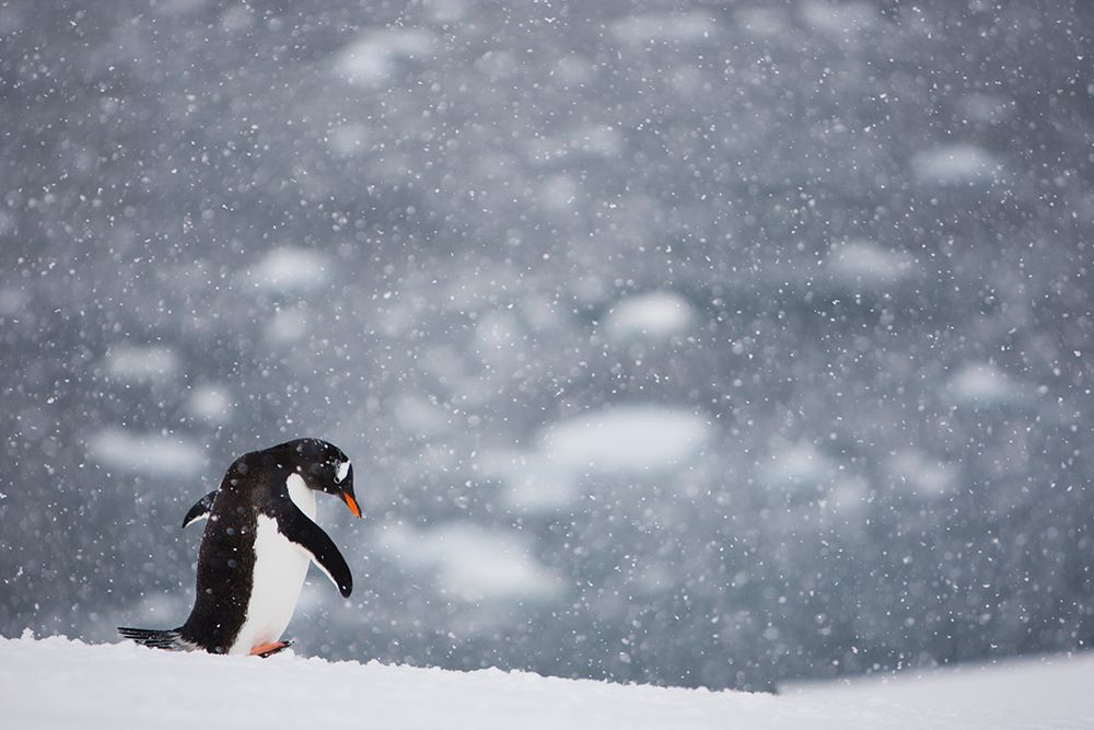 Penguin Walking Alone With Snow Falling. art print by Gabe Rogel for $57.95 CAD