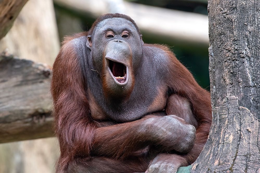 Close Up Portrait Of A Funny Face Orangutan art print by Dikky Oesin for $57.95 CAD