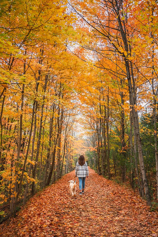 Woman And Dog Walking On Wooded Trail On Autumn Day From Behind. art print by Dorene Hookey for $57.95 CAD