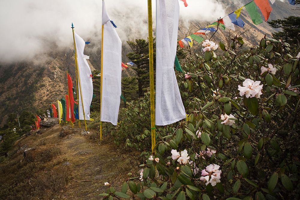 Rhododendron Flowers And Prayer Flags At Tengboche Monastery, Khumbu Region, Himalaya Nepal. art print by Ethan Welty for $57.95 CAD