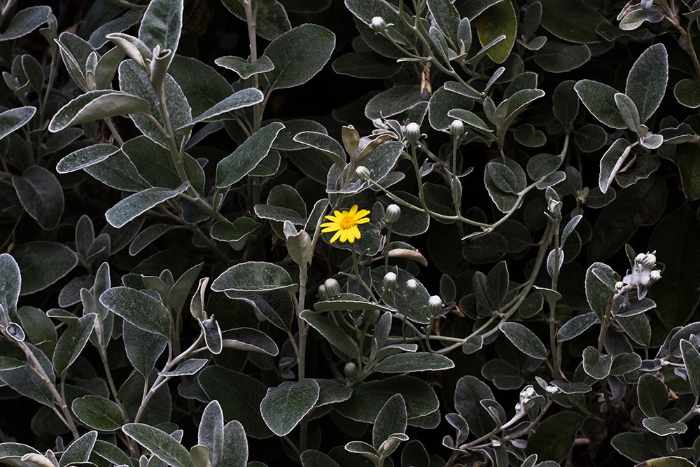 Yellow Flower (Brachyglottis Greyi) Against Gray Leaves In Washington Park Arboretum In Washington. art print by Ethan Welty for $57.95 CAD