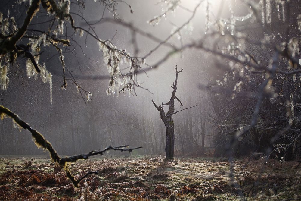 Dead Tree Framed By Branches Of Neighboring Tree In Cleared Field In Olympic National Washington. art print by Ethan Welty for $57.95 CAD