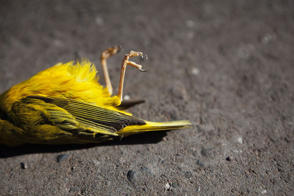 Male Yellow Warbler (Setophaga Petechia) Lies Dead On Side Of A Road Near Crested Butte, Colorado. art print by Ethan Welty for $57.95 CAD