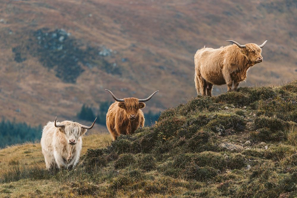 Three Higland Cattle Over Rocks art print by Nestor Rodan for $57.95 CAD