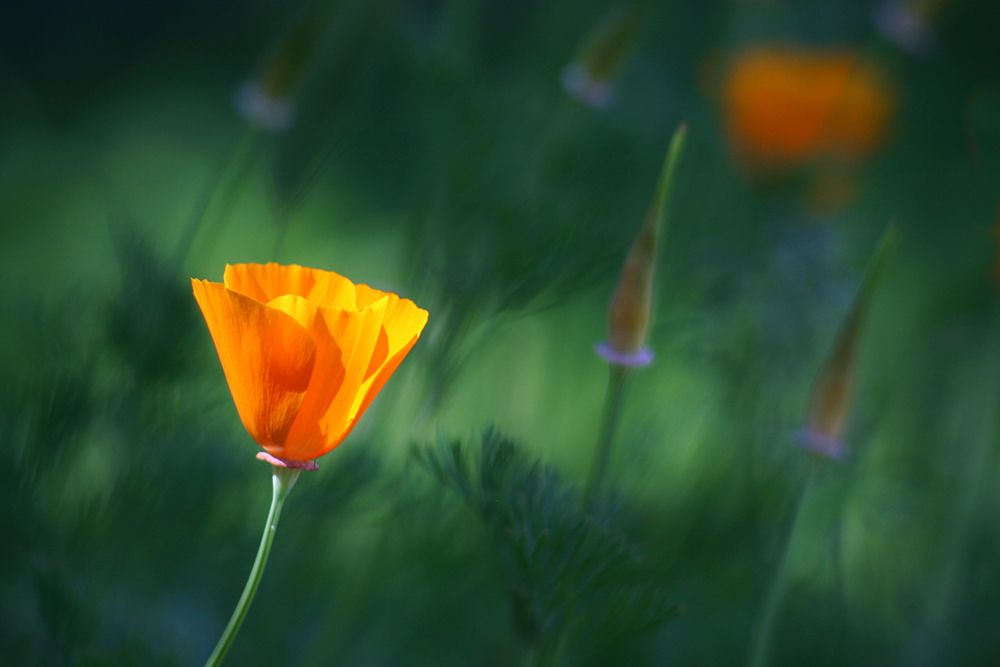 California Poppies (Eschscholzia Californica) Blow In The Wind. art print by Ethan Welty for $57.95 CAD