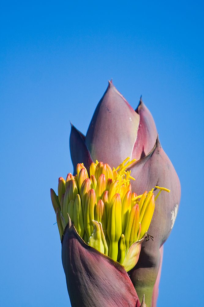 Flower Of A Coastal Century Plant (Agave Shawii) At La Bufadora, Baja California, Mexico. art print by Ethan Welty for $57.95 CAD