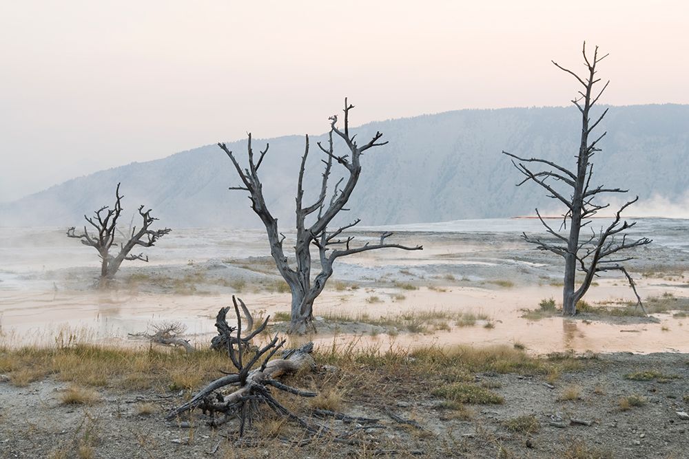 Gnarled Trees Stand Dead In Steaming Hot Mineral Pools At Mammoth Hot Springs, Yellowstone Wyoming. art print by Ethan Welty for $57.95 CAD
