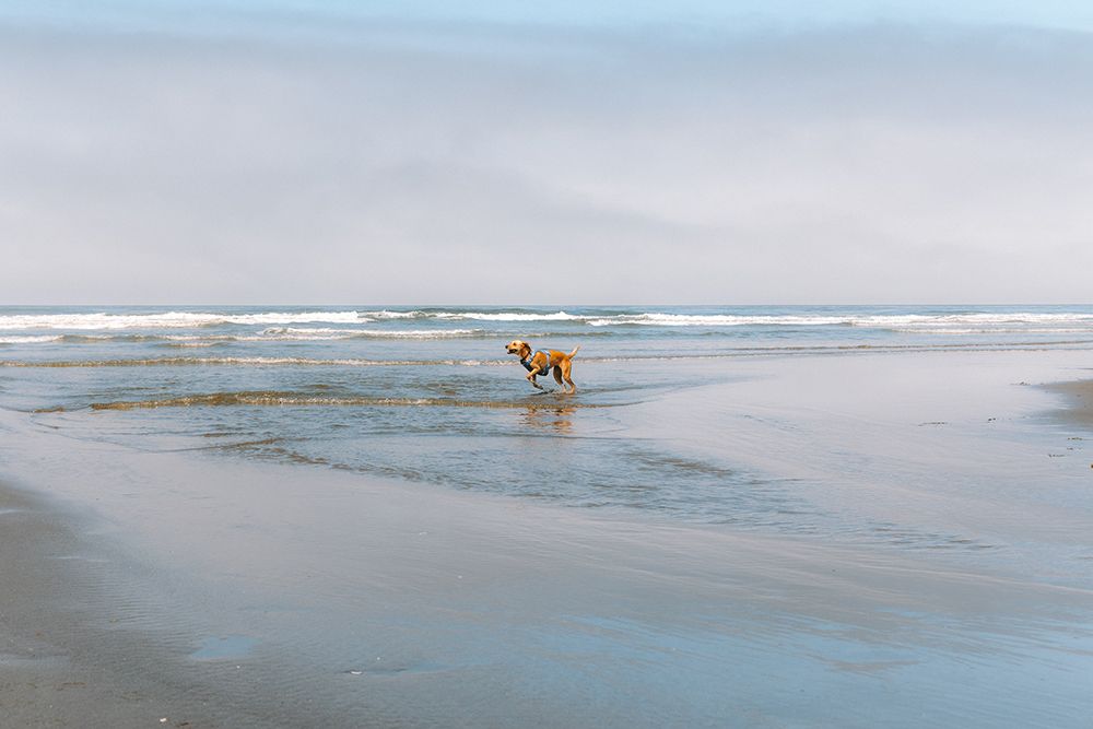 Mix Lab Puppy Running Happily Through The Ocean During Low Tide art print by Justin Hunter Photography for $57.95 CAD