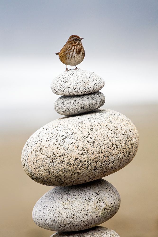 A Small Bird Stands On A Pile Of Round Stones At Shi Shi Beach, Olympic National Park, Washington. art print by Ethan Welty for $57.95 CAD