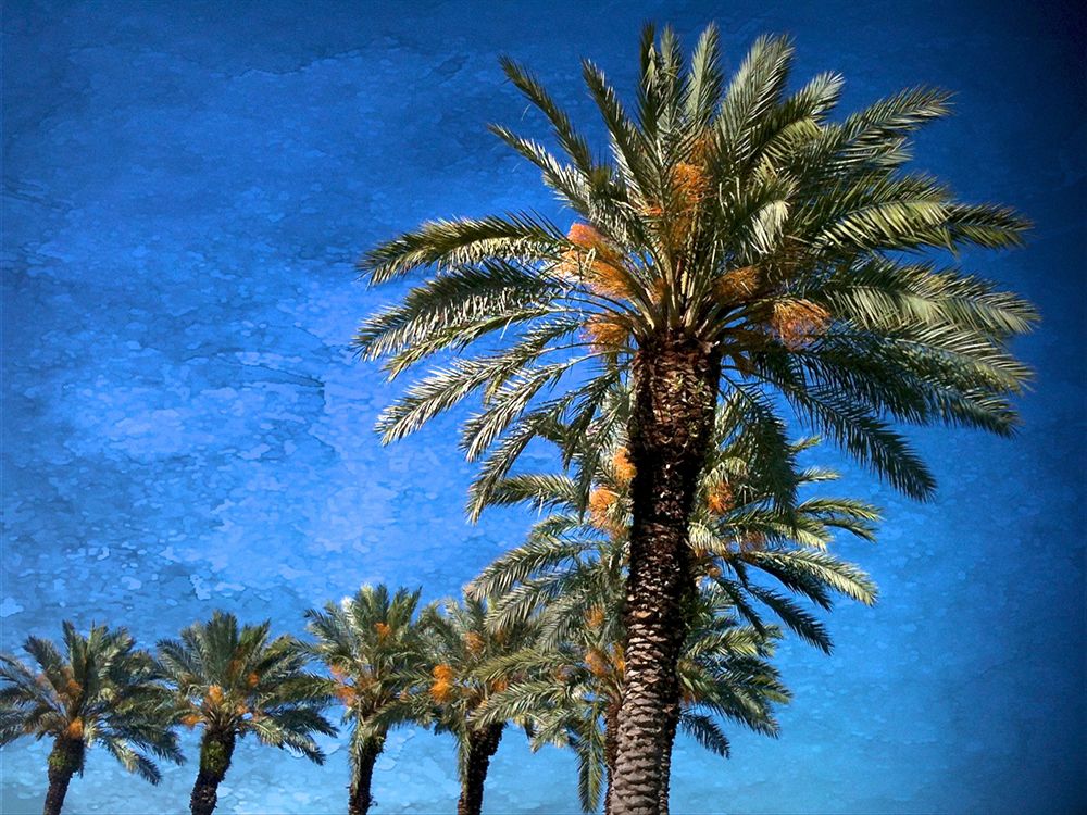 Palm Trees And Blue Sky art print by Dorine Losasso for $57.95 CAD