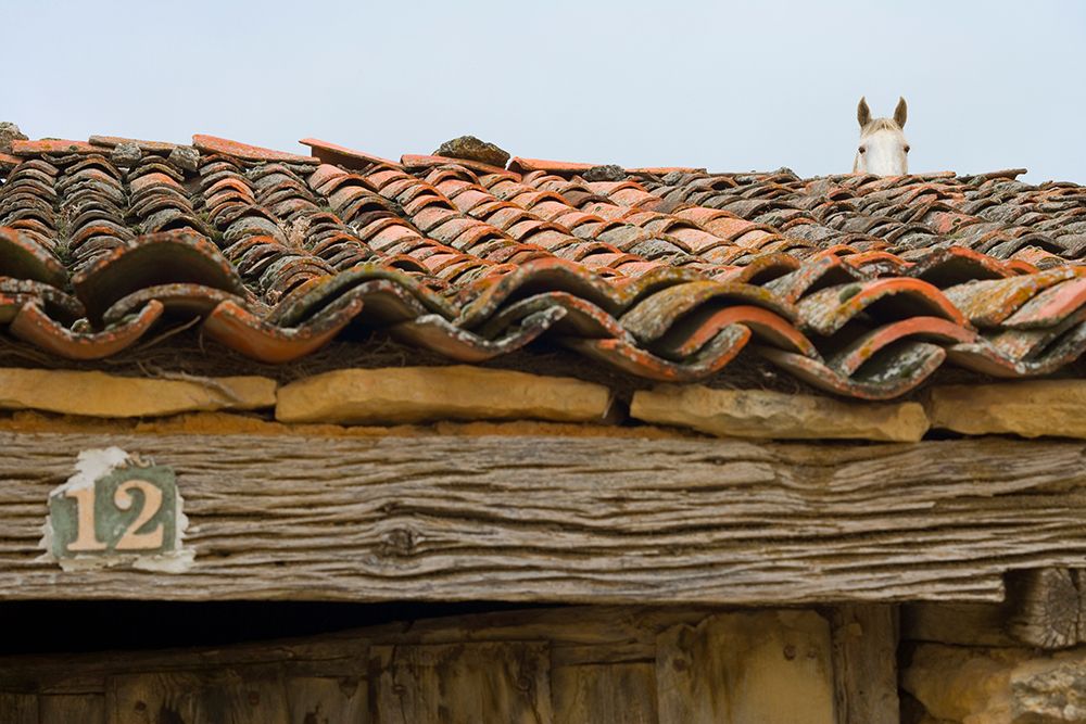 A Horse Peers Over A Rooftop In Santo Domingo De Silos, Spain. art print by Earl Harper for $57.95 CAD