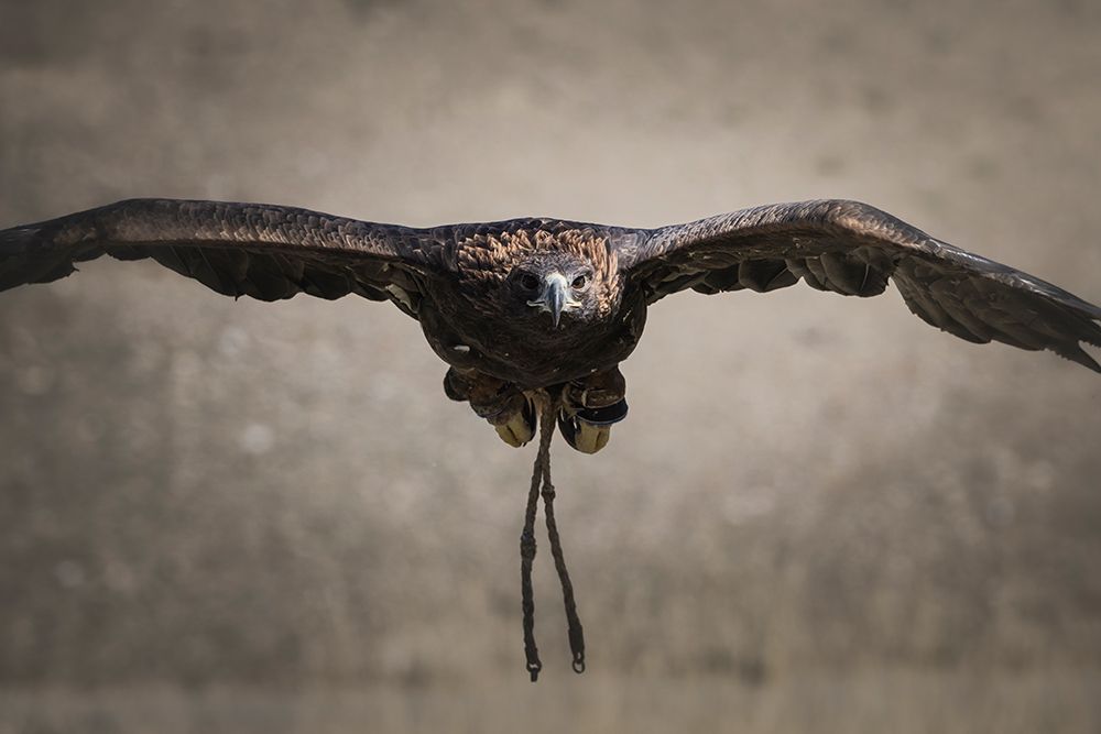 Eagle Of Eagle-Hunters On Fly art print by Nestor Rodan for $57.95 CAD