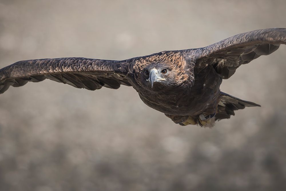 Golden Eagle, Used In Hunting By Eagle Hunters. art print by Nestor Rodan for $57.95 CAD