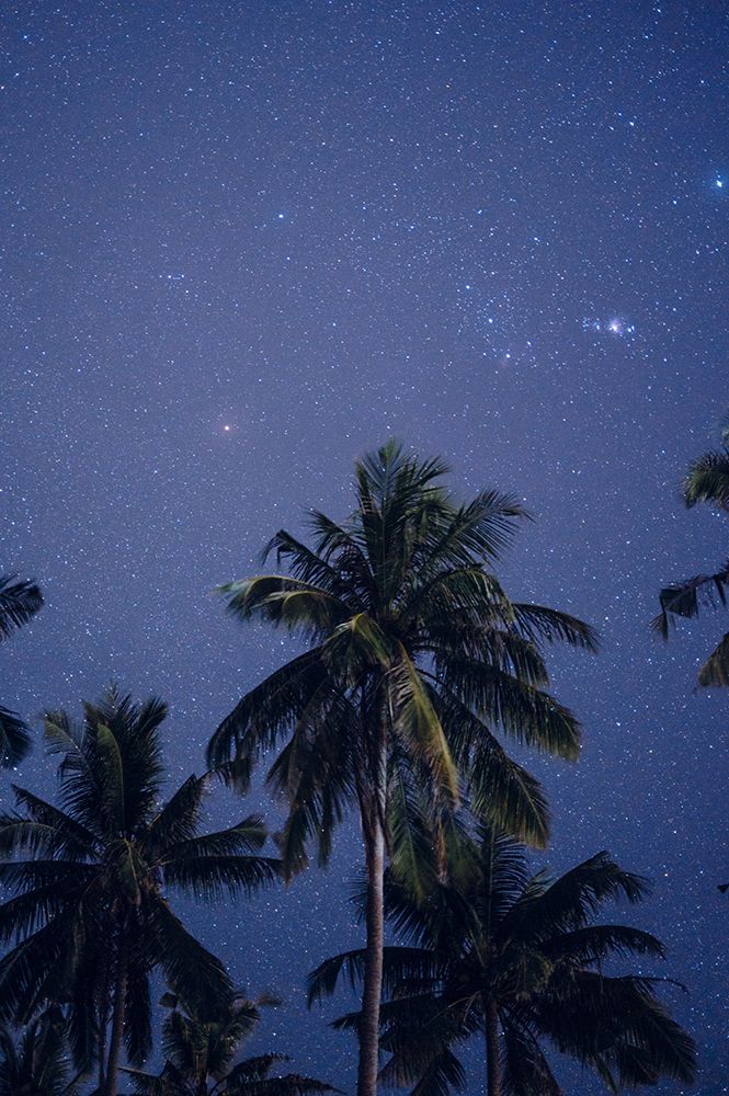 Tropical Coconut Palms Under A Clear Star-Filled Night Sky art print by Agita Captures for $57.95 CAD