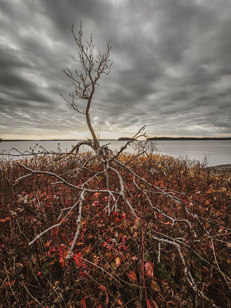 Barren Tree In Late Fall On Cloudy Day Along The Maine Coast art print by Chris Bennett for $57.95 CAD