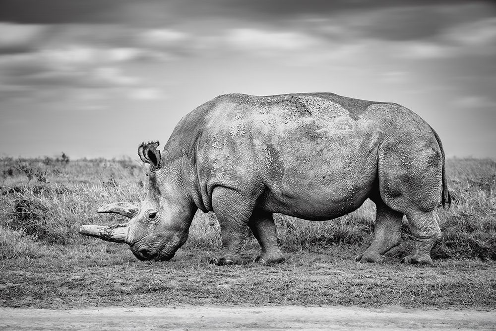 Black And White Portrait Of A Grazing Rhinoceros art print by Francisco Jose Garcia Gonzalez for $57.95 CAD