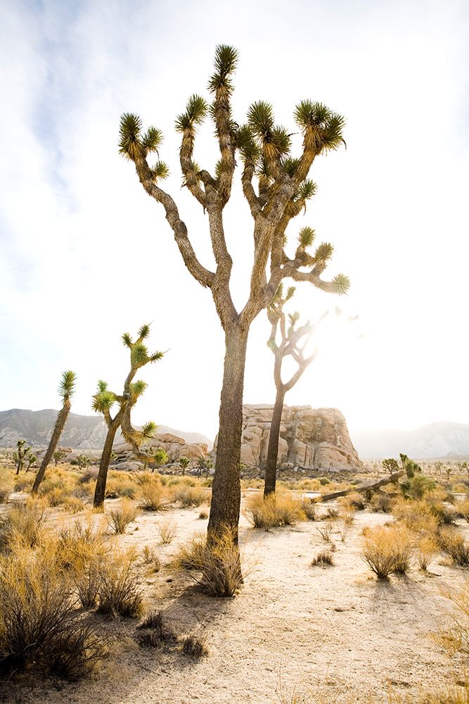 Joshua Tree National Park art print by Jay Reilly for $57.95 CAD