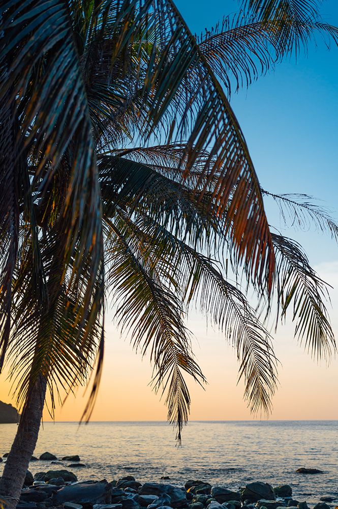 Palm Fronds Over The Sea At Sunset, Haad Na Lay, Koh Kood art print by Agita Captures for $57.95 CAD