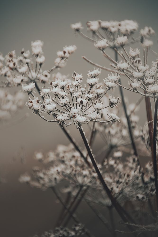 Delicate Dried Flower In Autumn Light art print by Sona Charchian for $57.95 CAD