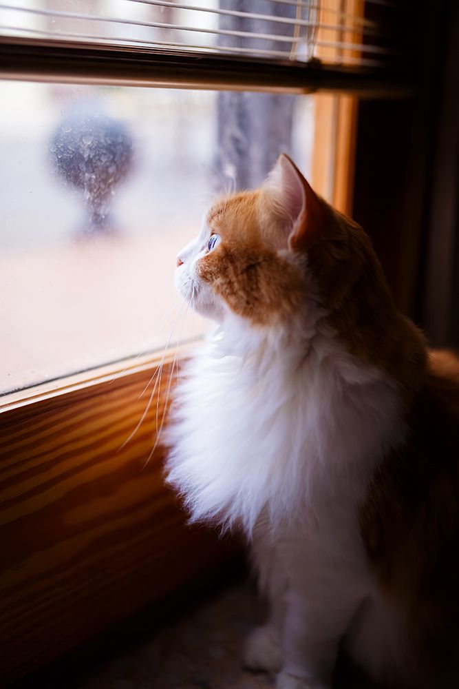 Vertical Profile Of Odin Newman By The Window art print by Felipe Tomas Jimenez Ordoinz for $57.95 CAD