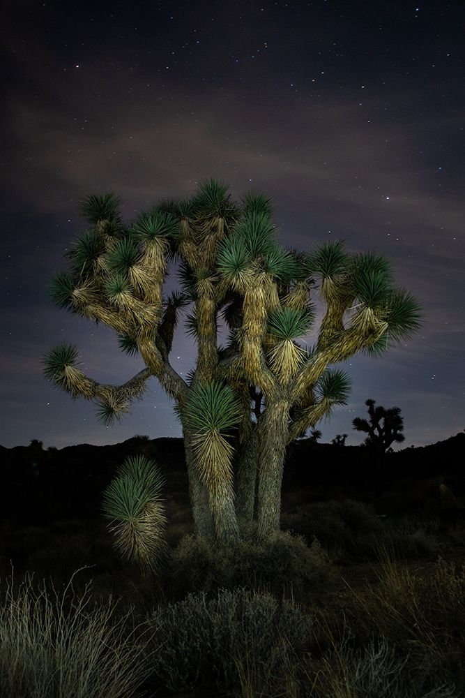 Illuminated Joshua Tree Under Stars In Desert Night Landscape art print by Maureen Sarah for $57.95 CAD