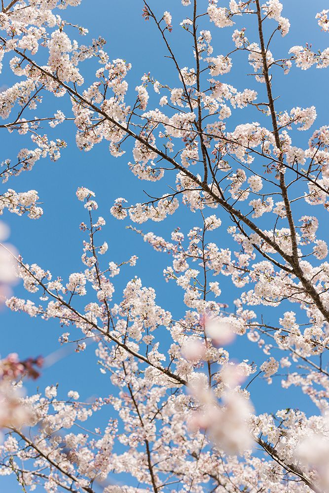 Lots Of Cherry Blossoms On Tree With Blue Sky Above. art print by Meridith Bright for $57.95 CAD
