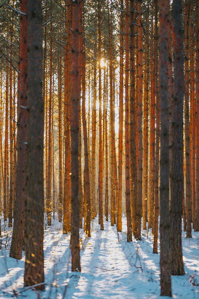 Snowy Winter Cold Forest. Sun Rays Break Through Tree Branches art print by Anatoli Patrashok for $57.95 CAD