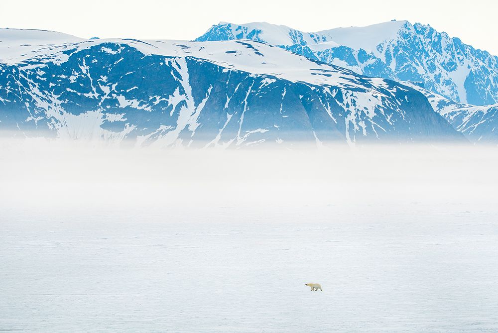 Breathtaking Arctic Wilderness: A Solitary Polar Bear Roams The Icy Expanse art print by Max Seigal for $57.95 CAD