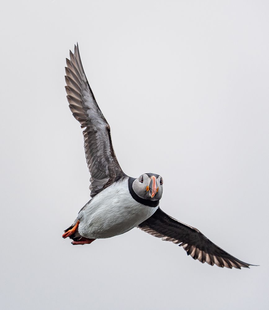 Majestic Puffin In Flight: Captivating Wildlife Photography Of Atlantic Puffins Soaring Gracefully art print by Max Seigal for $57.95 CAD