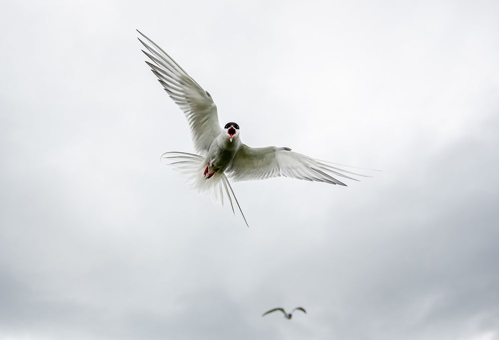 Majestic Arctic Tern Soaring Through The Sky - Wildlife Photography At Its Finest art print by Max Seigal for $57.95 CAD
