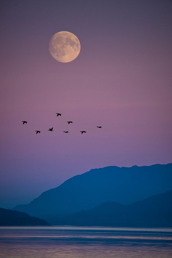 Serene Moonlit Sky With Birds In Flight Over Tranquil Ocean - Capturing Natures Evening Beauty art print by Max Seigal for $57.95 CAD