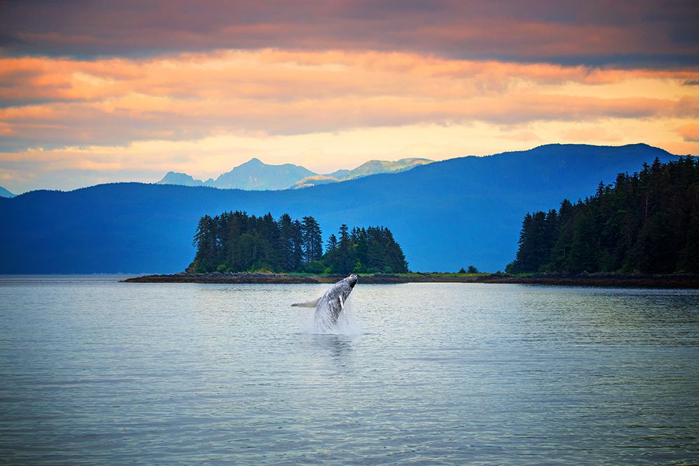 Exploring Natures Majesty: Witness The Spectacular Whale Breaching In Alaskas Pristine Waters art print by Max Seigal for $57.95 CAD