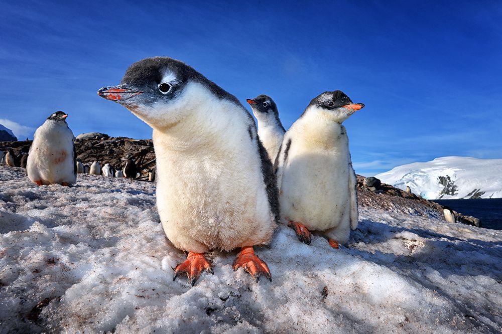 Gentoo Penguins In Antarctica: Captivating Wildlife Adventure In The Icy Wilderness art print by Max Seigal for $57.95 CAD