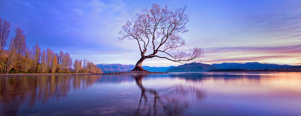 Serene Lake Wanaka Sunrise: Capturing The Beauty Of New Zealands Iconic Tree At Dawn art print by Max Seigal for $57.95 CAD